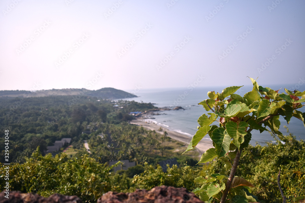small green plant on top of a mountain, with unfocused beach in the background