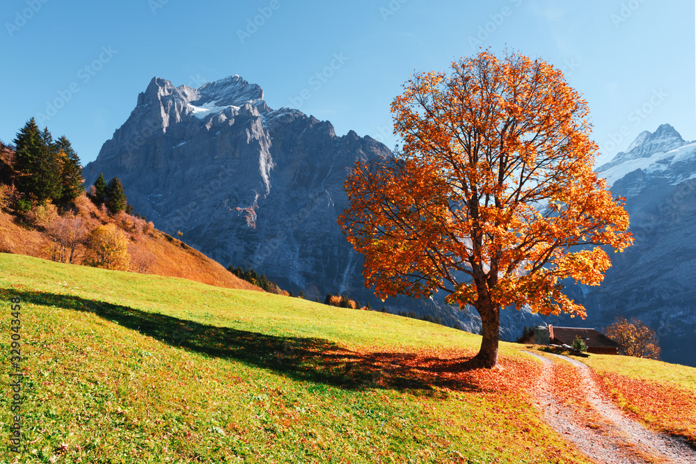Picturesque autumn landscape with orange tree, green meadow and blue mountains in Grindelwald village in Swiss Alps Picturesque autumn landscape with orange tree, green meadow and blue mountains in Grindelwald village in Swiss Alps
