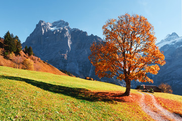 Acrylglasbilder Blau Picturesque autumn landscape with orange tree, green meadow and blue mountains in Grindelwald village in Swiss Alps  © Ivan Kmit