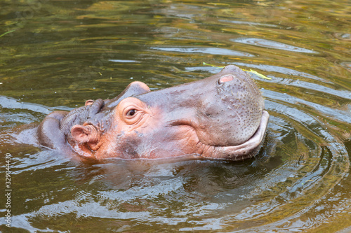 Hippopotamus amphibius in water with head above surface