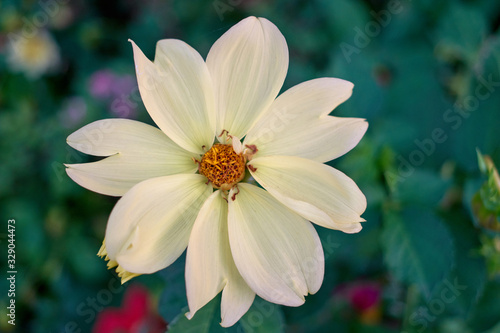 Flower with white petals and yellow middle. Blurred background.