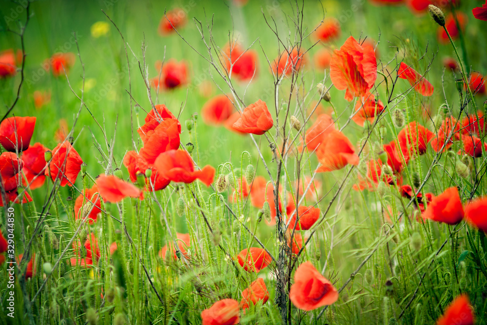 Fototapeta premium poppies in a wheat field
