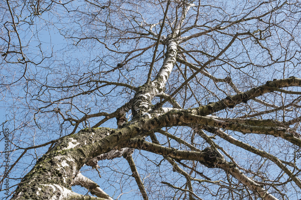 silver birch, Betula pendula, tree without leaves silver birch, Betula pendula, tree without leaves