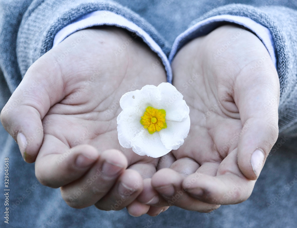 The palms of a child's hands holding a white flower with the yellow center on a gray background. The palms of a child's hands holding a white flower with the yellow center on a gray background.