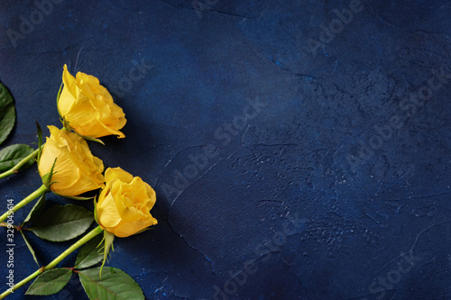 Obraz na plátně Three yellow roses on dark blue background with a space for a text