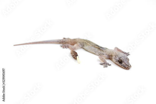 Asian House lizard  hemidactylus  isolated on white background.