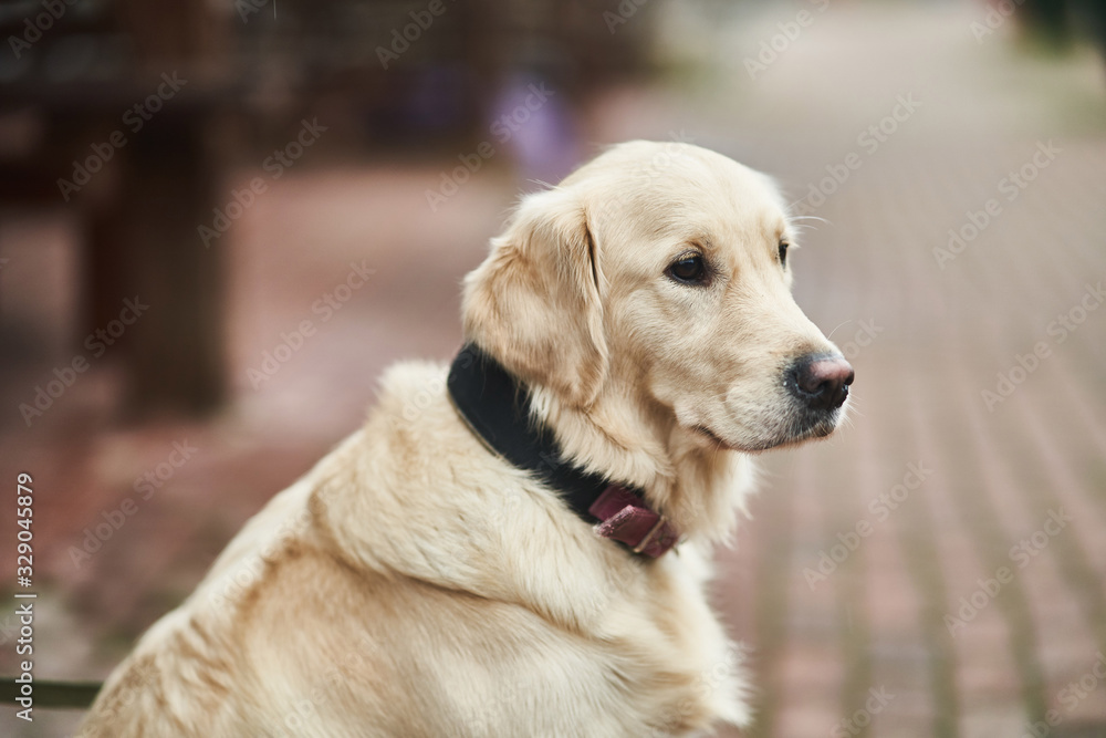 Golden Labrador Retriever with a collar sitting on the street. Close-up Golden Labrador Retriever with a collar sitting on the street. Close-up