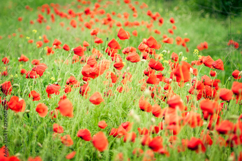 huge field with red poppies