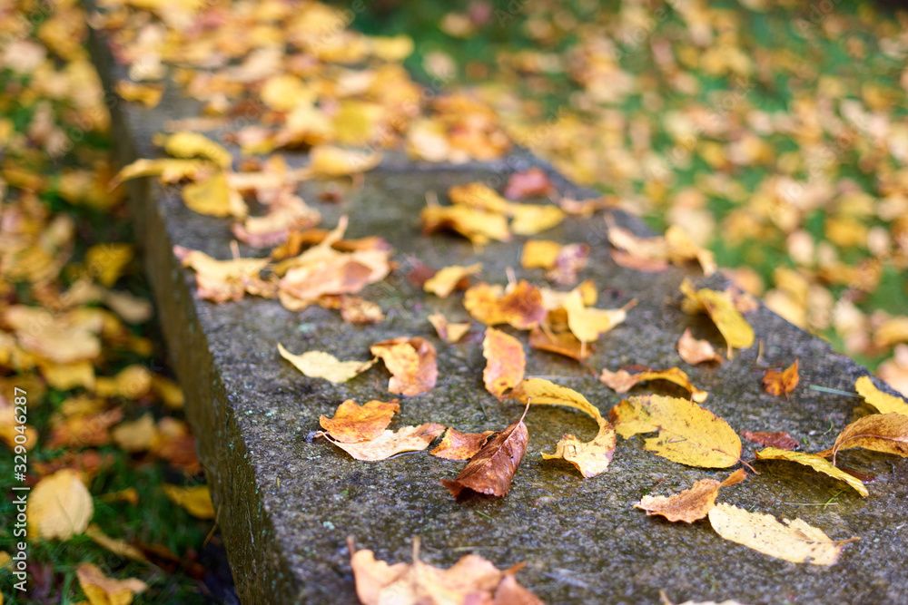 Yellow autumn leaves fallen on concrete after heavy rain. Close up wet foliage. Yellow autumn leaves fallen on concrete after heavy rain. Close up wet foliage.
