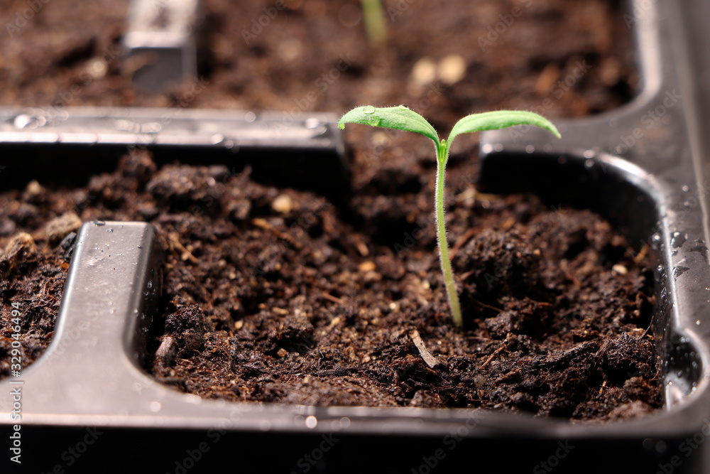 Tomato plants. Seedlings of tomatoes. Growing. Young green plants. Green sprouts of tomato. Tomato plants. Seedlings of tomatoes. Growing. Young green plants. Green sprouts of tomato.