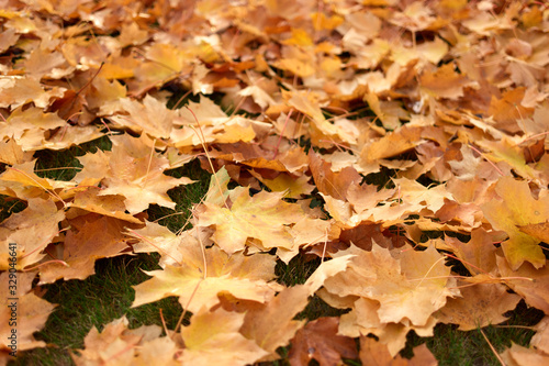 Fallen maple leaves in autumn. Close up. © DenisProduction.com