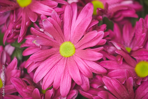 Top view background of bright pink flower in bouquet or flower bed  copy space