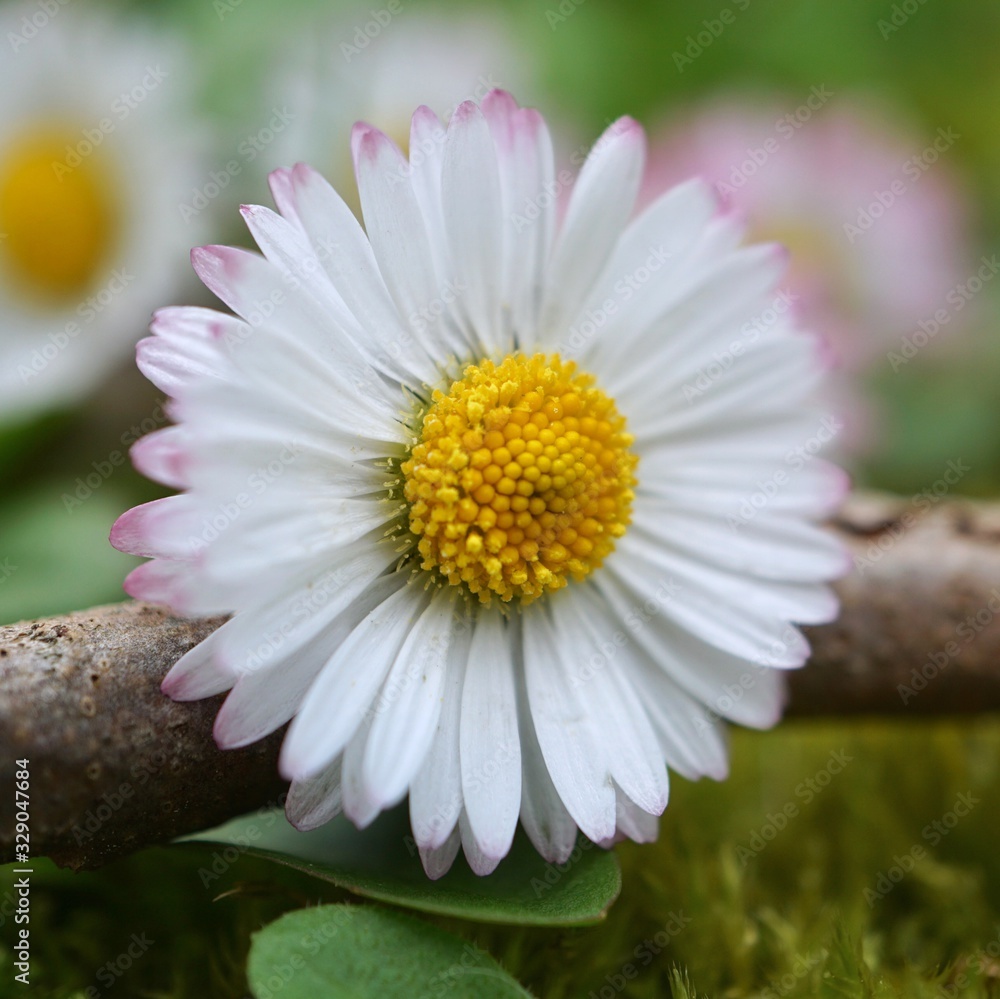 daisy flower plant in the garden in the nature, white petals daisy flower plant in the garden in the nature, white petals