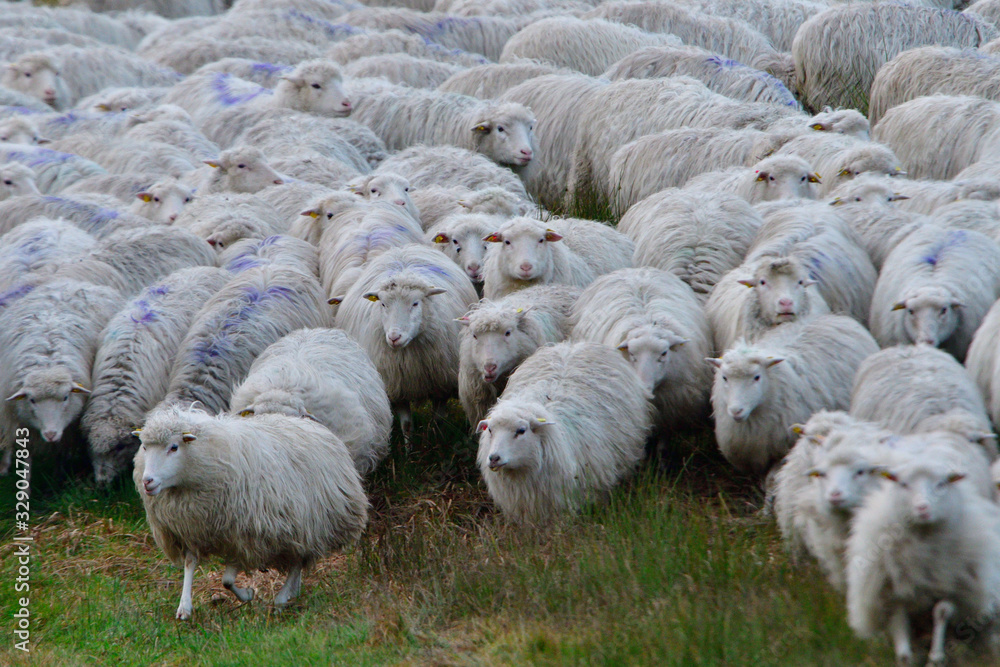 Naklejka premium Moorschnucken auf der Weide 