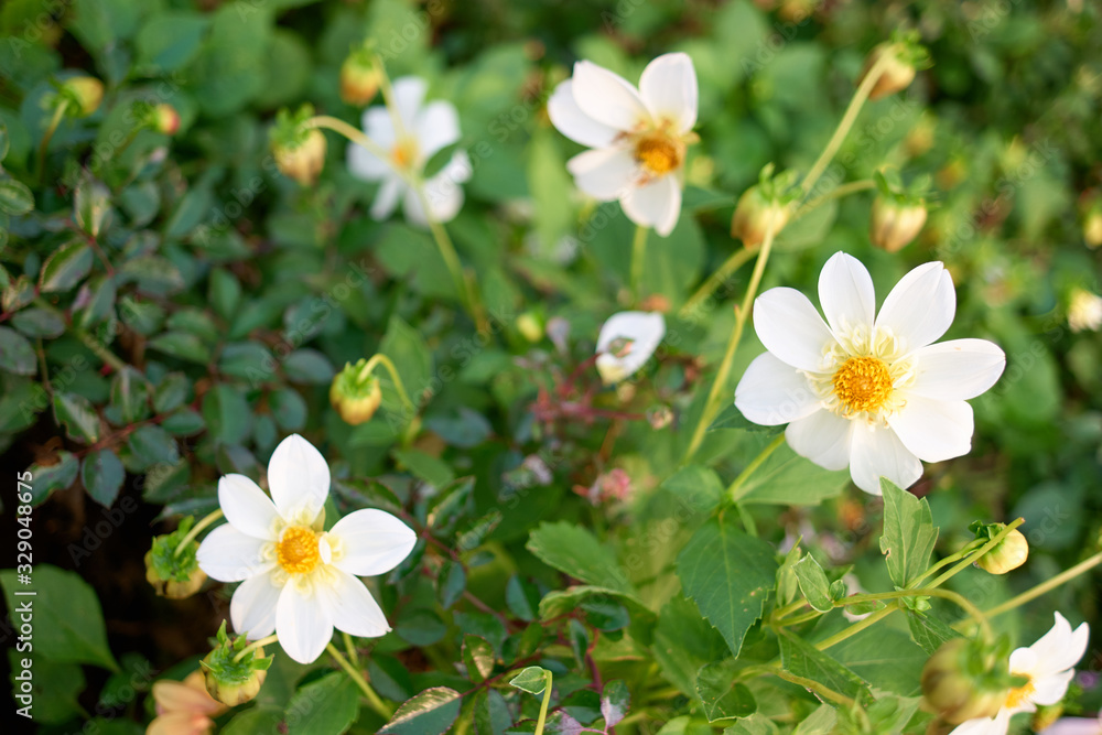 Bush with white bright flowers. Green leaves.