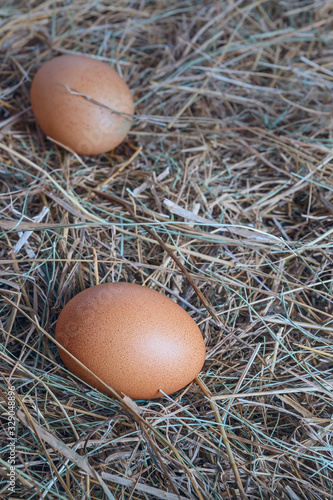 A few chicken eggs on fresh dry hay. Easter composition