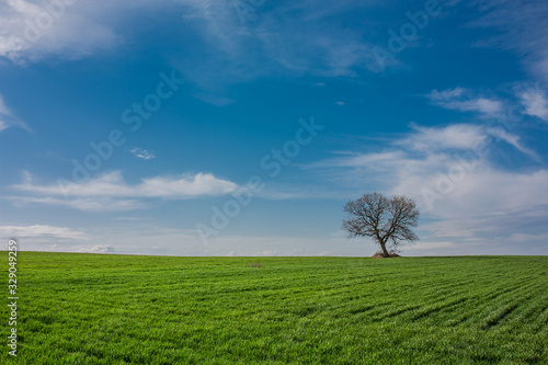 Lone tree on green field