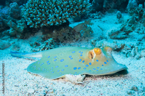 Blue spotted Stingray in Red Sea. Coral reef dive experience. Exotic holiday diving background.