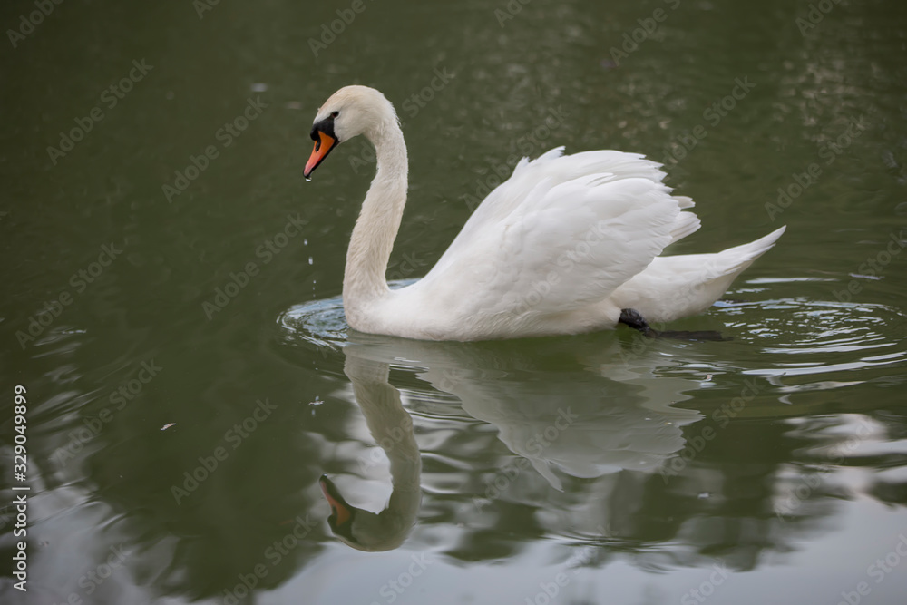 White swan in the wild. A beautiful swan swims in the lake. White swan in the wild. A beautiful swan swims in the lake.