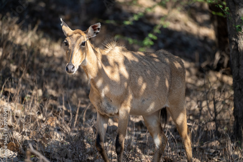 Sambar Deer head-on photograph taken in Ranthambore National Park in Rajasthan India photo