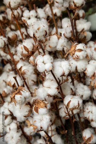 Gossypium hirsutum or upland cotton plant in a vase at the greek flowers shop, close-up.