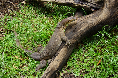 Monitor lizard