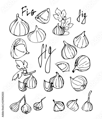 set of black ink sketches of  fruits figs with cursive names, for decoration, ornament, icons, logo, vector illustration with contour lines isolated on white background in hand drawn & doodle style