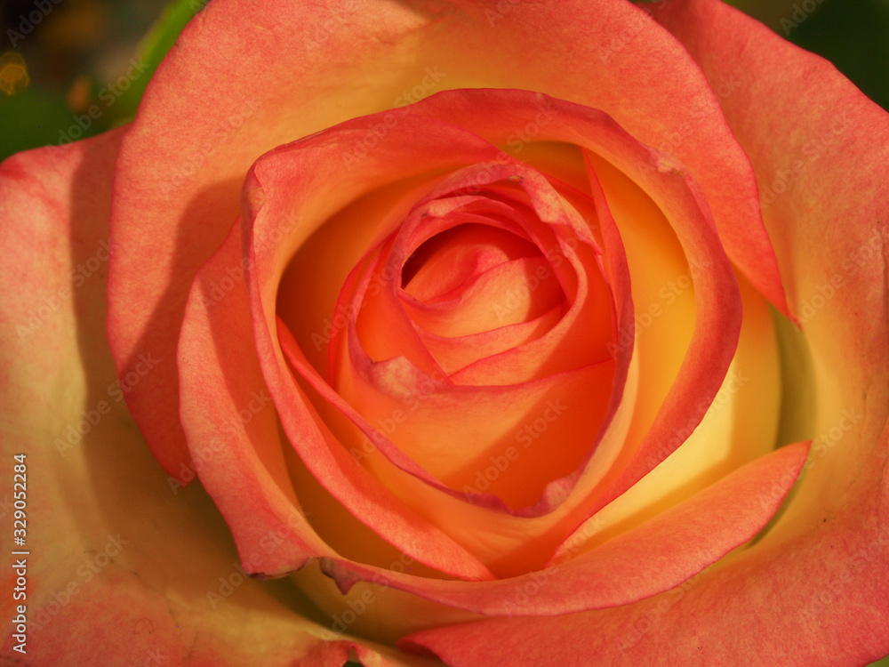 Blooming pink rose petals. Blossoming rose. Blooming pink rose petals. Blossoming rose.