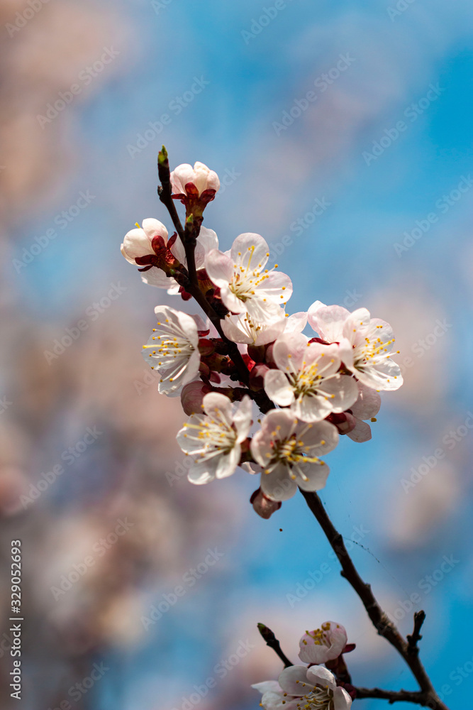 apricot flowers on a spring branch as background apricot flowers on a spring branch as background
