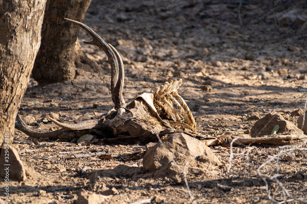 Dead carcass and remains of a deer in Ranthambore National Park India, likely was attacked and eaten by a tiger Dead carcass and remains of a deer in Ranthambore National Park India, likely was attacked and eaten by a tiger