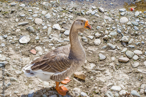Duck