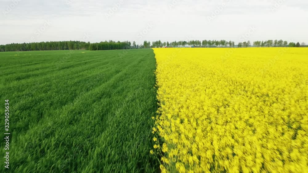 Aerial Over Field In Half Green And Yellow Color Bloom Rape And Ripening Wheat Aerial Over Field In Half Green And Yellow Color Bloom Rape And Ripening Wheat