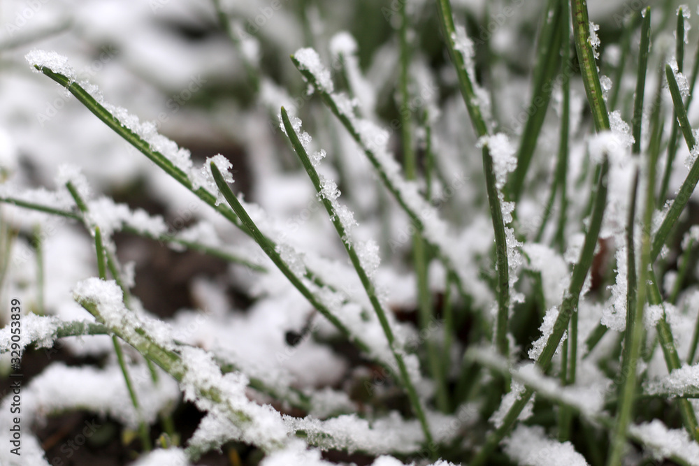fresh spring green grass in snow fresh spring green grass in snow