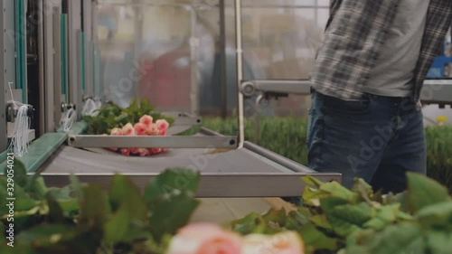 Lockdown of unrecognizable worker wearing gloves taking fresh roses from special containers and putting them on conveyor photo