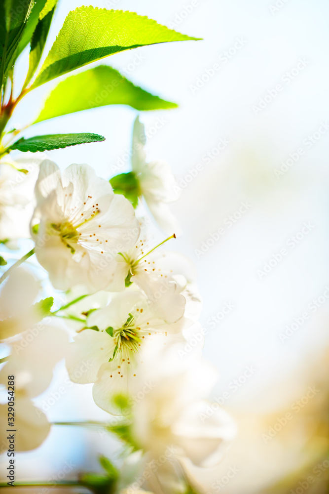 Pink flowers blooming peach tree at spring. Spring blooming, Abstract background. Banner. Selective focus. Pink flowers blooming peach tree at spring. Spring blooming, Abstract background. Banner. Selective focus.
