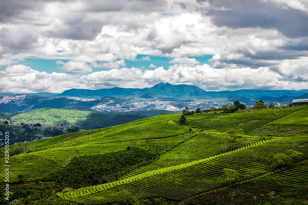 Obraz premium Photo landscape of green tea plantation with mountain and sky with cloud background at Vietnam. Nature and spring season concept.