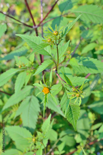 Medicinal herb bur-marigold 8
