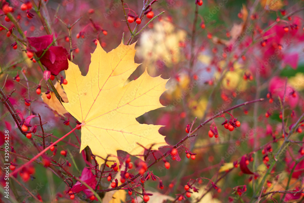 Yellow maple leaf close up. Naked tree branches with red berries. Yellow maple leaf close up. Naked tree branches with red berries.