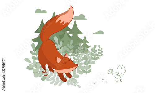 Red Fox hunts a small chicken