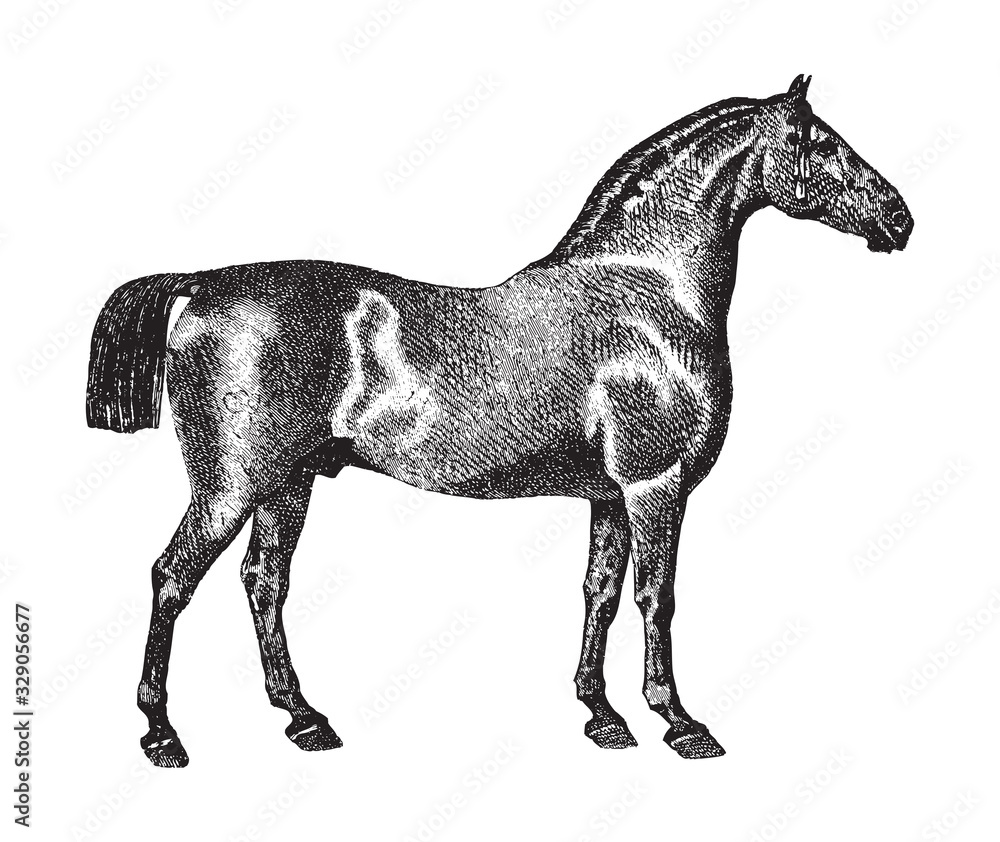 Fototapeta premium Oldenburg horse / vintage illustration from Brockhaus Konversations-Lexikon 1908