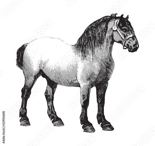 Belgian horse / vintage illustration from Brockhaus Konversations-Lexikon 1908