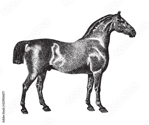 Oldenburg horse   vintage illustration from Brockhaus Konversations-Lexikon 1908