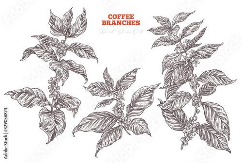 Coffee tree or plant growing vector collection. Hand drawn illustration of branches with flowers, berries and leaves. Vintage botanical sketch