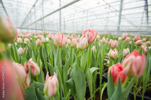 Background close up of fresh pink tulips at flower plantation in industrial greenhouse, copy space