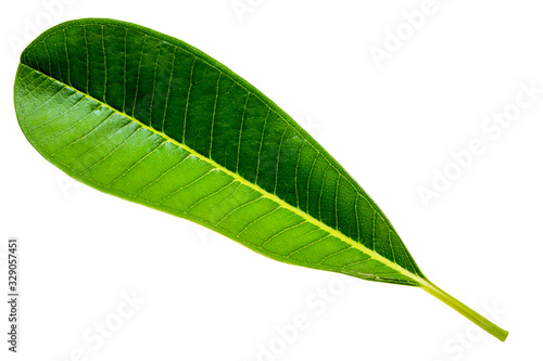 Top view of green leaf (leaves of plumeria or frangipani or temple tree) isolated on white background. Spring season and rainy season concept.