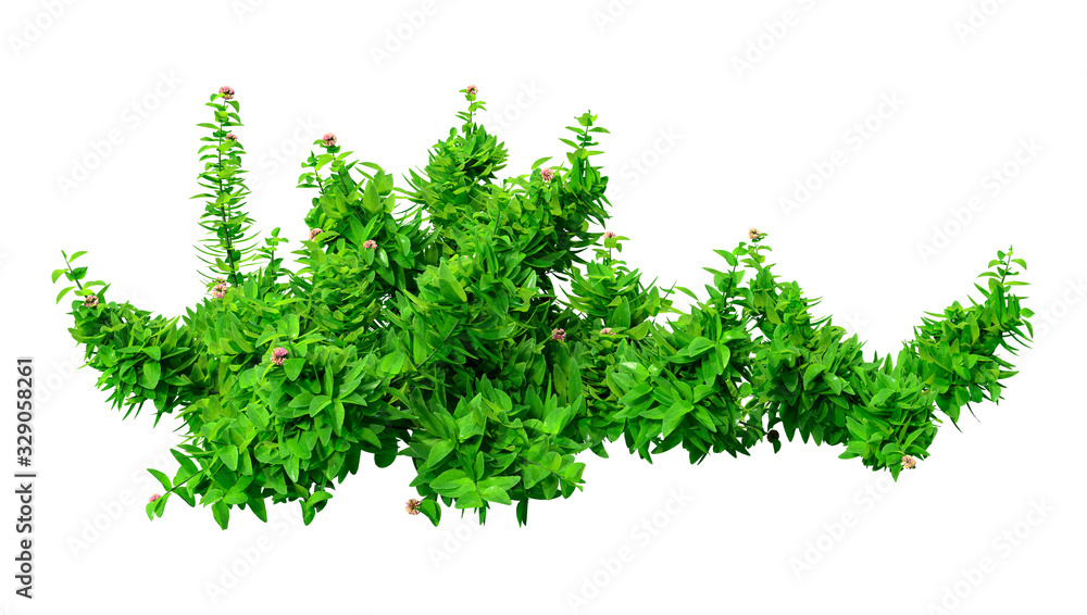 3D Rendering Green Oregano on White 3D Rendering Green Oregano on White