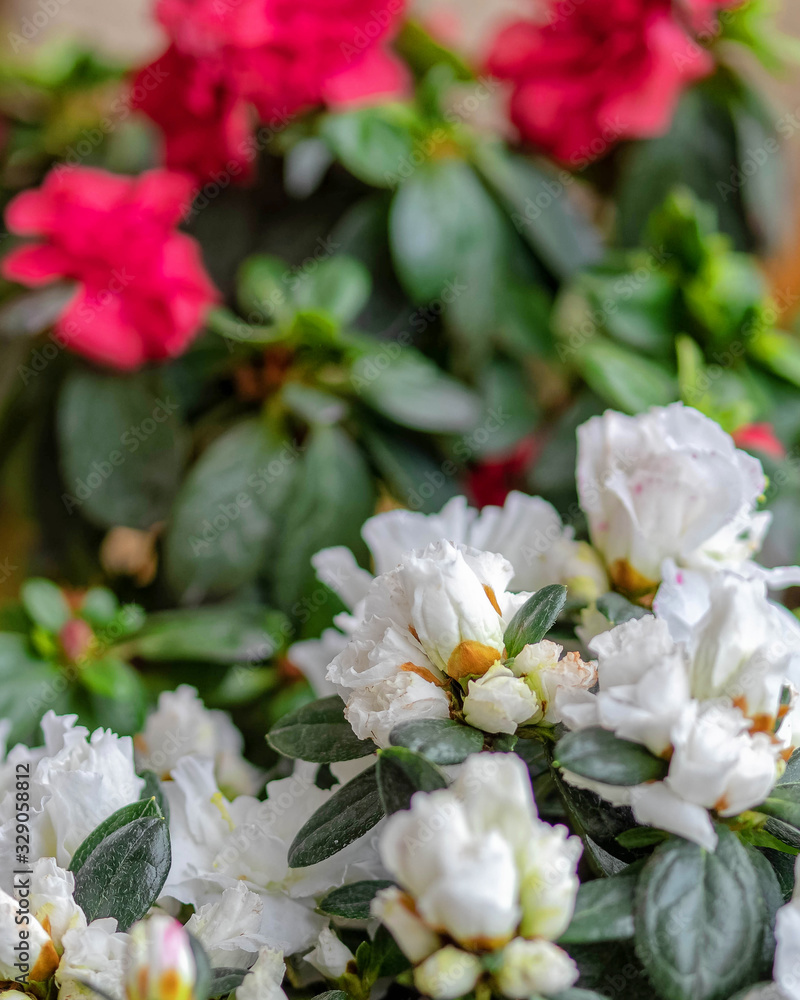 white and red azalea flowers close up, strong bokeh white and red azalea flowers close up, strong bokeh