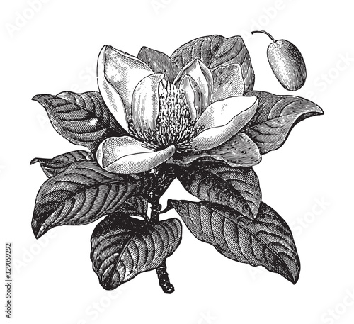 Southern magnolia or bull bay (Magnolia grandiflora) / vintage illustration from Brockhaus Konversations-Lexikon 1908