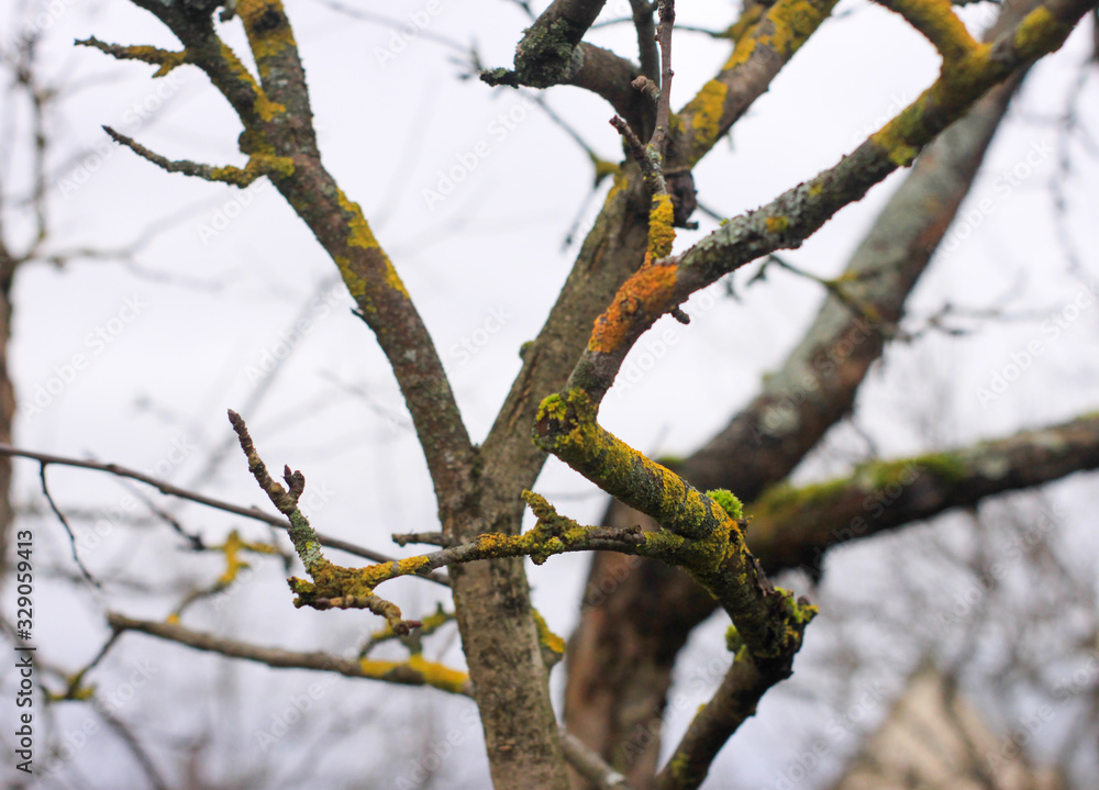 garden in winter. Apple branches in early spring garden in winter. Apple branches in early spring