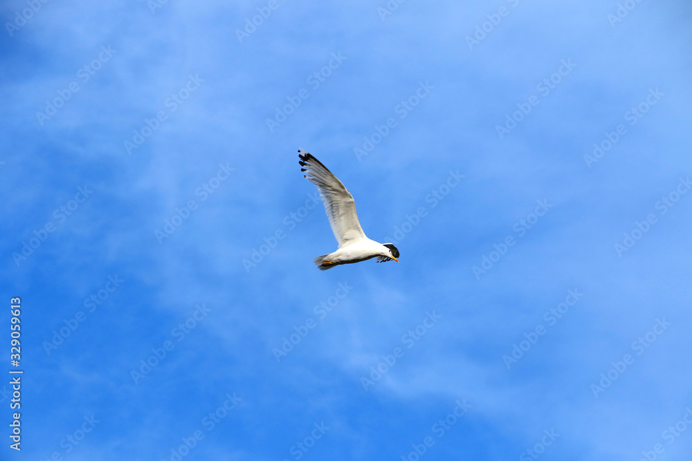 Flying seagull in the sky with clouds.Bright summer day.Blue clean sky. Flying seagull in the sky with clouds.Bright summer day.Blue clean sky.